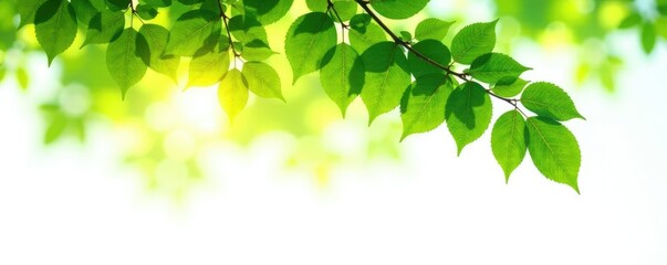 Obraz premium Tree isolated on white background with sunlight filtering through leaves, green, simplicity