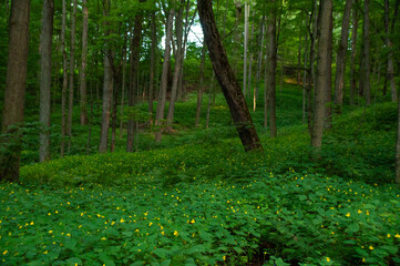 Vibrant greenery with yellow wildflowers from Jewelweed plants creates a serene and vibrant outdoor nature scene in the forest. Perfect for promoting calm, growth, and natural beauty at sunset.