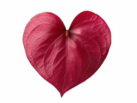 A red leaf with a heart shape. The leaf is the center of the image and is surrounded by a white background