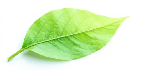 Obraz premium Delicate green leaf isolated on white background, botany, single