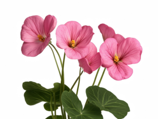 A bouquet of pink flowers with green leaves. The flowers are arranged in a way that they are all facing the same direction. Scene is one of beauty and serenity