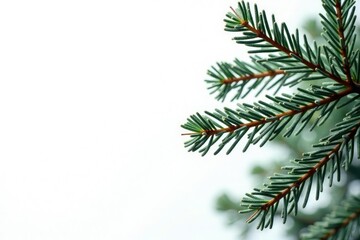 isolated pine tree branches on white background, frosty pine