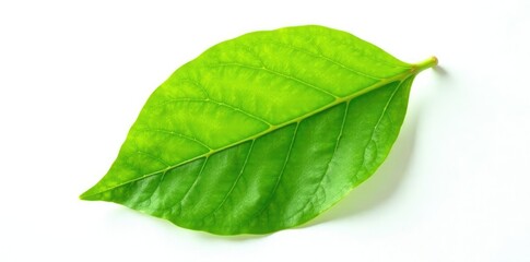 Obraz premium isolated single leaf with veins on white background, single, leaf