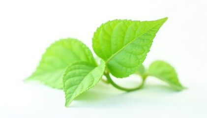 Fototapeta premium Isolated stem of a leafy green plant on white, foliage, single, natural