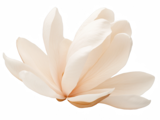 A white flower with a yellow center. The flower is very delicate and has a very soft appearance