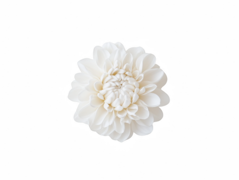 A white flower with a yellow center. The flower is in the center of the image and is surrounded by a white background