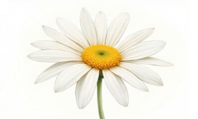 Close-up of a white daisy flower