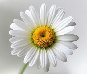 Fototapeta premium Elegant Daisy Flower on a Soft White Background