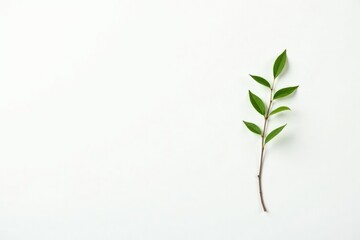 Fototapeta premium Small isolated branches with a few leaves on white surface, white, nature, foliage