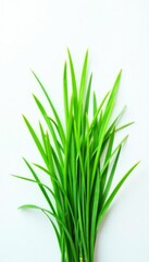 Obraz premium Isolated single blade of grass on white surface, green, plant, nature