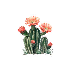 Blooming cactus watercolor illustration isolated on white or transparent background.