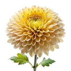yellow dahlia flower isolated om white background