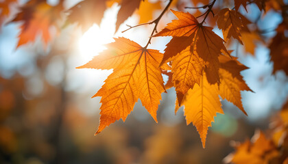 Fall Leaves Illuminated by Sunlight &ndash; Capturing the Beauty of Autumn -This serene image of autumn foliage is perfect for fall-related campaigns or content celebrating the beauty of the changing season