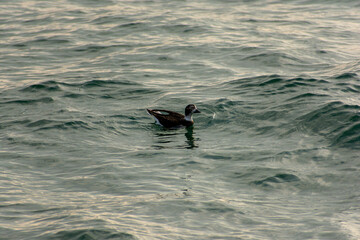 Long-tailed Duck