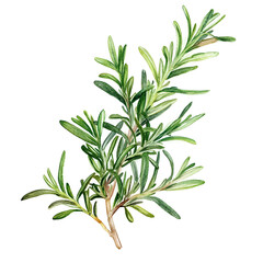Branch of rosemary watercolor clipart 