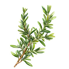 Fototapeta premium Branch of rosemary watercolor clipart 