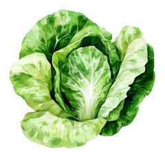 Lettuce leaves watercolor clipart isolated