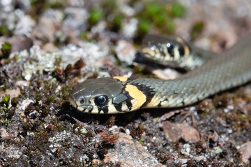 Grass snake