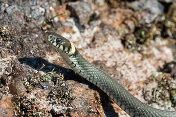 Grass snake