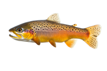 Colorful brown trout swimming, freshwater fish with spotted skin, cut out transparent