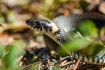 Grass snake