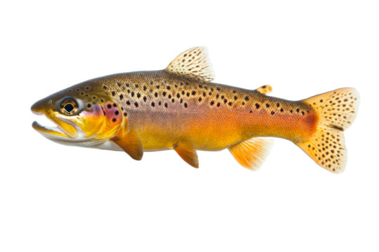 Colorful brown trout swimming, freshwater fish with spotted skin, cut out transparent