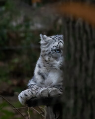 Obraz premium Snow leopard portrait