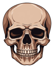 Fototapeta premium PNG Human skull white background anthropology portrait.