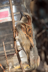 sparrow on a branch close up