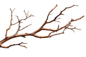 Dry branch of tree with bizarre curves, cut out transparent