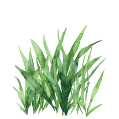 Fototapeta premium Green plant with long green leaves. The leaves are spread out and are not touching each other.