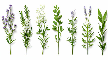 Fototapeta premium Assortment Of Fresh Herbs And Flowers On White Background