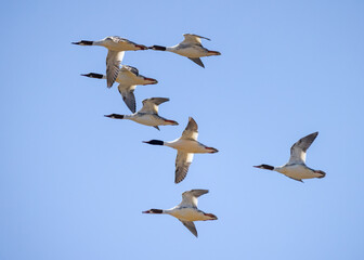 Common Merganser 