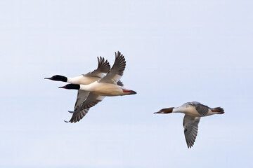 Obraz premium Common Merganser 