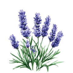 Fototapeta premium Drawing of purple lavender flowers. The flowers are in a bunch and are purple in color.