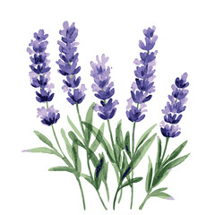 Naklejka premium Drawing of purple lavender flowers. The drawing is on a white background.