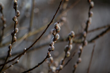 willow branches in spring