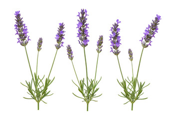 Naklejka premium A set of purple lavender plants with delicate blossoms extending from thin green stems isolate on transparent background