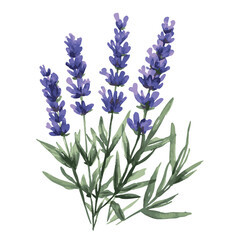 Fototapeta premium Drawing of purple lavender flowers. The flowers are purple and the stems are green.