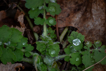 close up of a tree trunk with leaves