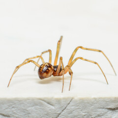 Spider on white fabric close-up