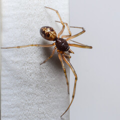 Spider on white fabric close-up