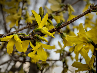 Bright yellow forsythia flowers in full bloom. Spring nature background with warm sunlight and soft...