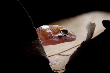 baby leopard gecko behind dry leaves