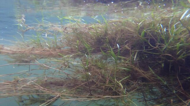 Aquatic plants gently swaying in the ega river, navarre