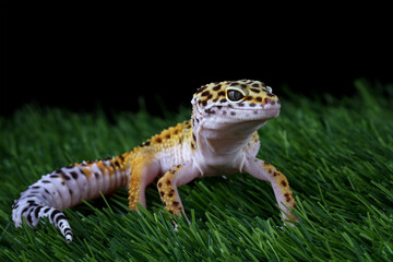 Obraz premium Fat-tailed gecko on grass, leopard gecko lizard, Eublepharis macularius