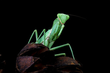 The praying mantis on leaves, praying mantis on branch with black background, Green Praying Mantis	