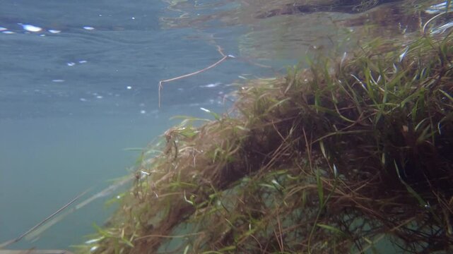 Biologist examining aquatic plants in ega river