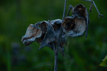 Close-up of dried Milkweed seed pods from last year with a natural backdrop in low lighting...