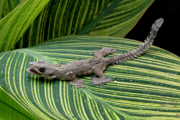 Flying gecko sitting on leaves, aggressive reptile that likes to bite, gecko lizard family